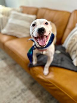 Daisy Day the Ittiest Bittiest Pittie Girl