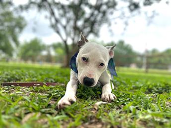 Daisy Day the Ittiest Bittiest Pittie Girl