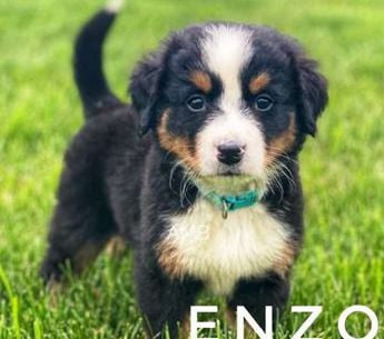 Enzo