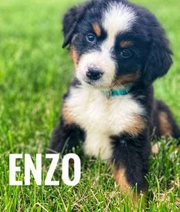 Enzo