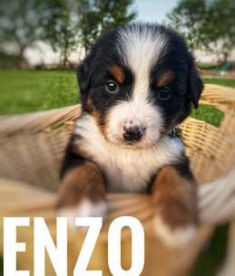 Enzo