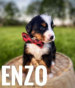 Enzo