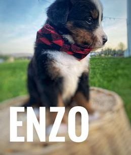 Enzo