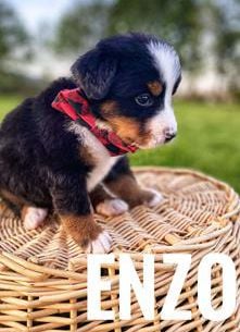 Enzo