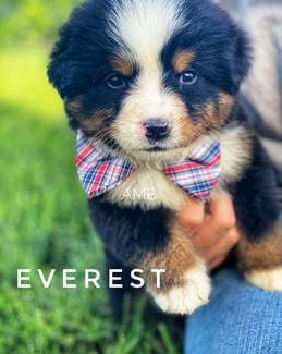 Everest