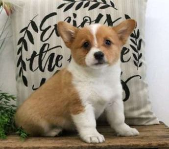 Gracie