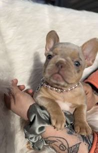 Isabella