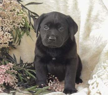 Lila