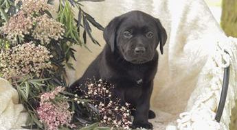 Lila