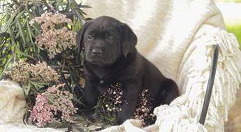 Lila
