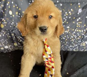 Louie