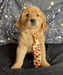 Louie