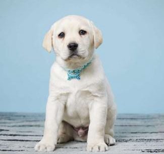 Maverick