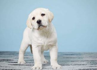 Maverick