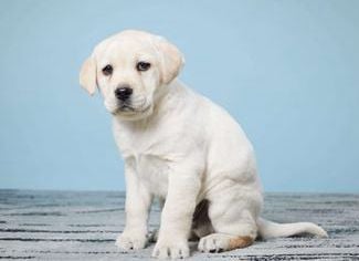 Maverick