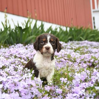Meadow