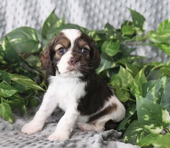 Milo
