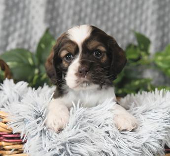 Milo
