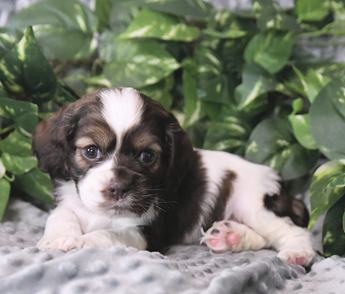 Milo