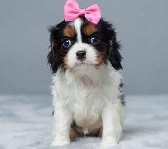 Mindie