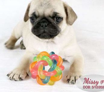 Missy