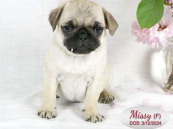 Missy