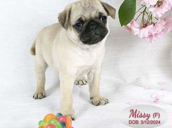 Missy