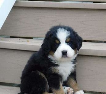 Molley