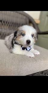Mr. Melvin