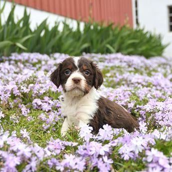 Murphy