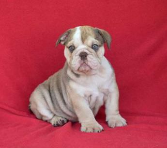 Petunia