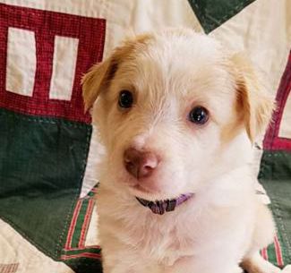 Piper
