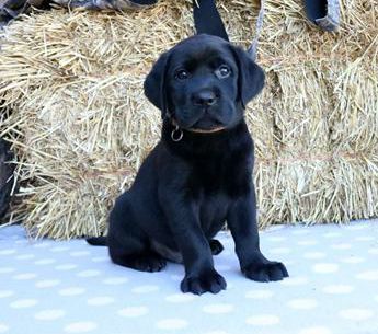 Porter