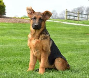 Sawyer