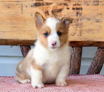 Tucker