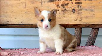 Tucker
