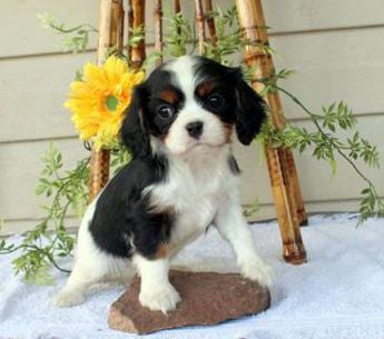 Winston