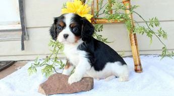 Winston