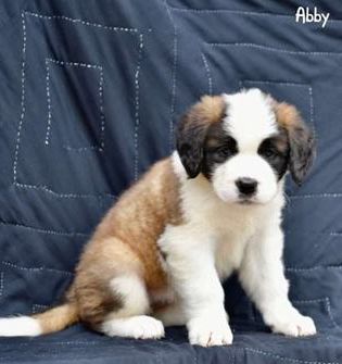 Abby