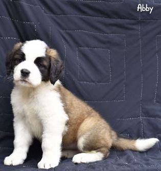 Abby