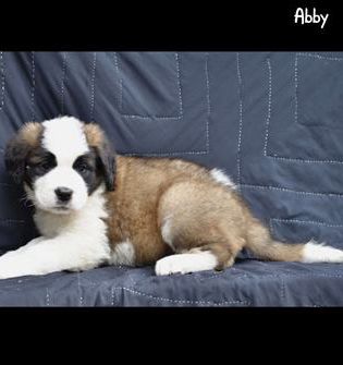 Abby