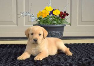 Arnold