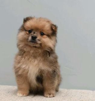 Bailey