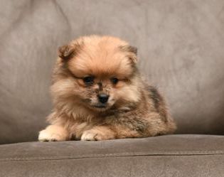 Bailey