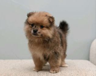Bailey