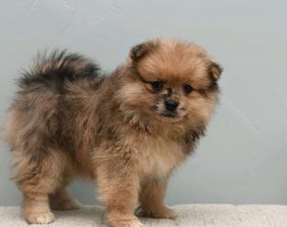 Bailey