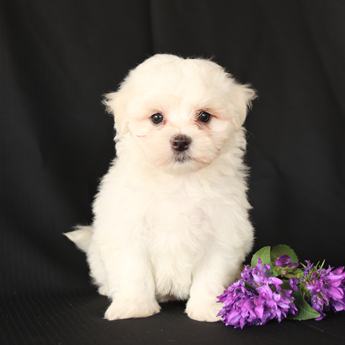 Benny