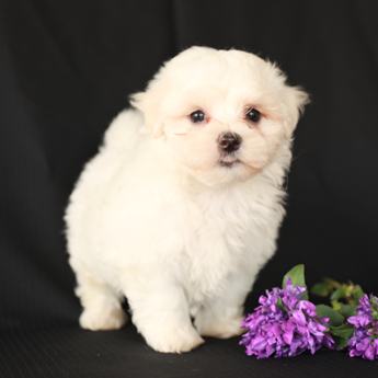 Benny
