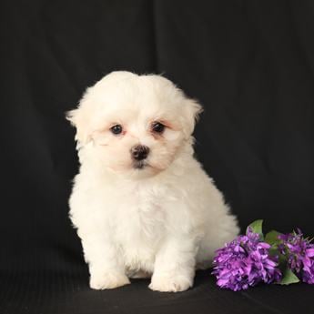Benny