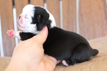 Black Tri Panda